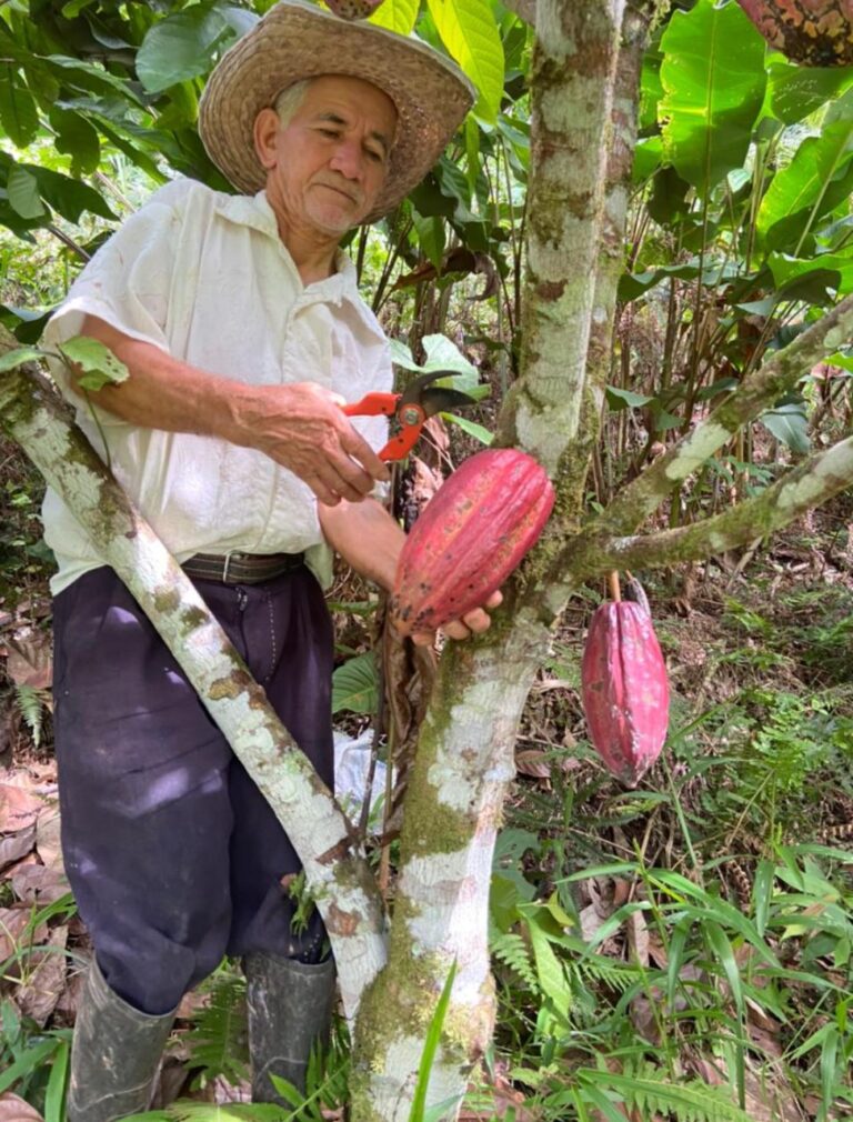 Nace La Primera Iniciativa Regional Para Un Cacao Sostenible En La